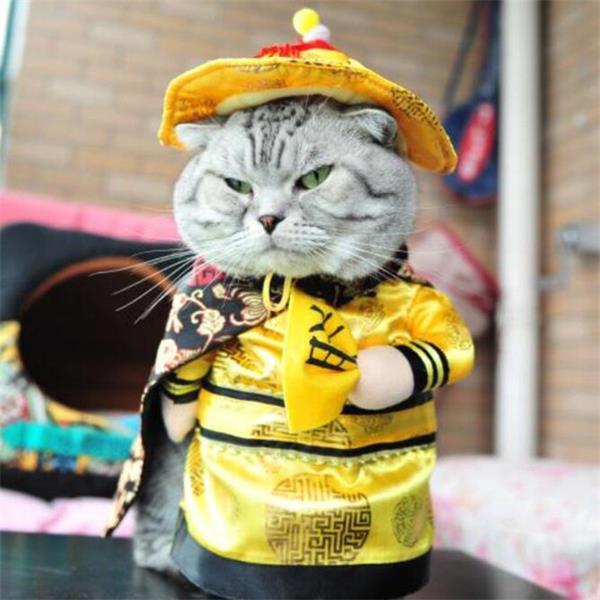 Dressing Up Cat Party Costume Suit,Christmas Cat Clothes Costume,Funny Cat Clothes Pirate